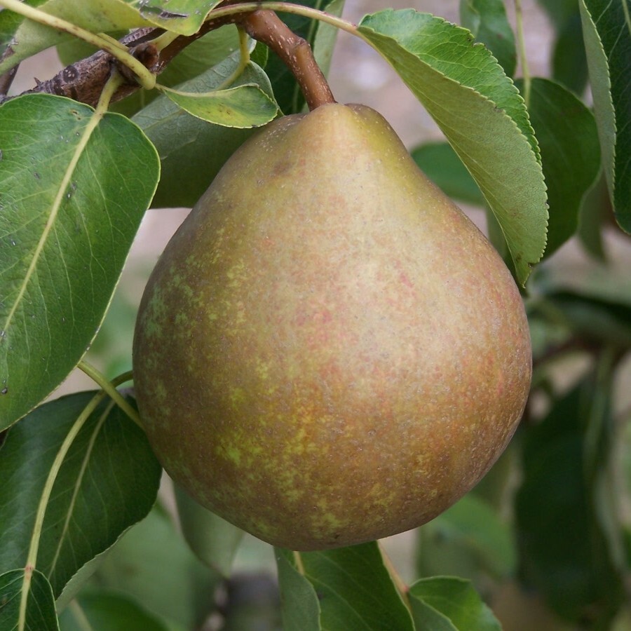 Pear