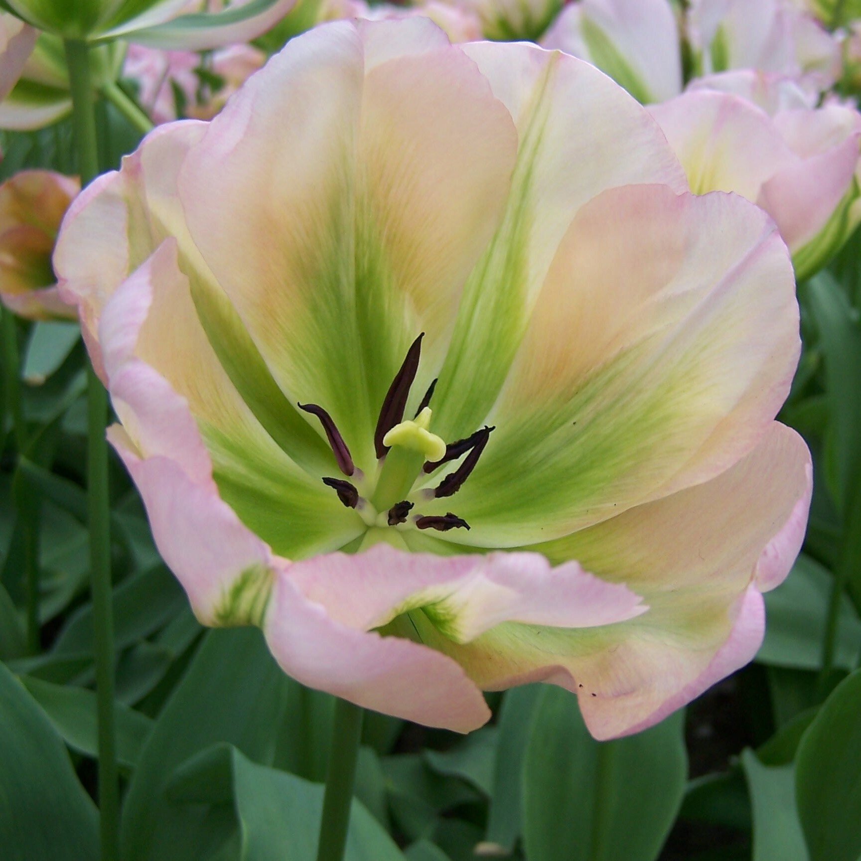 Division 8 - Viridiflora Tulips