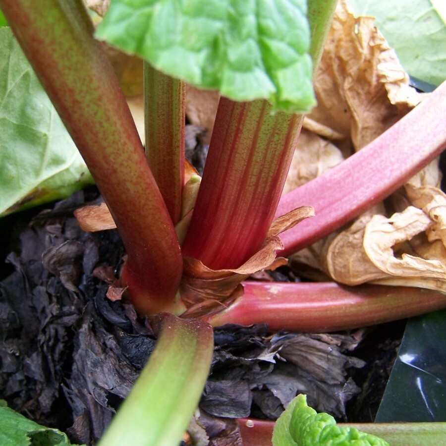 Red Rhubarb Roots