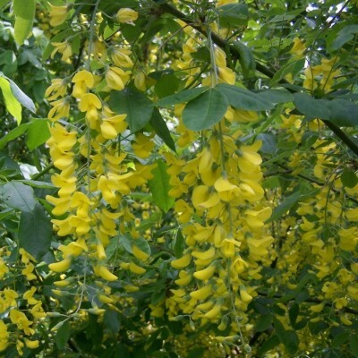 Laburnum