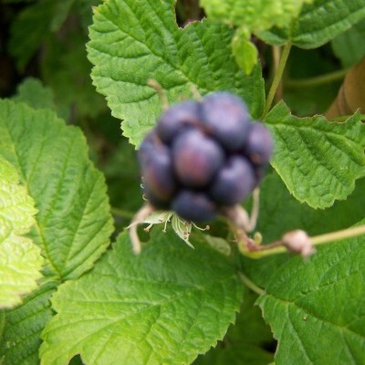 Dewberry
