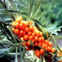 Hippophae rhamnoides