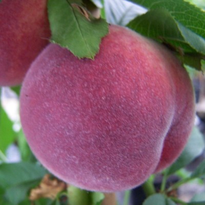 Peach