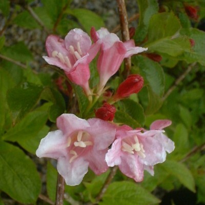 Weigela