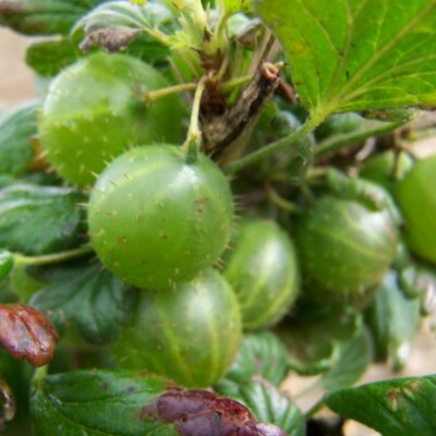 Gooseberry