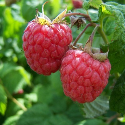 Raspberry