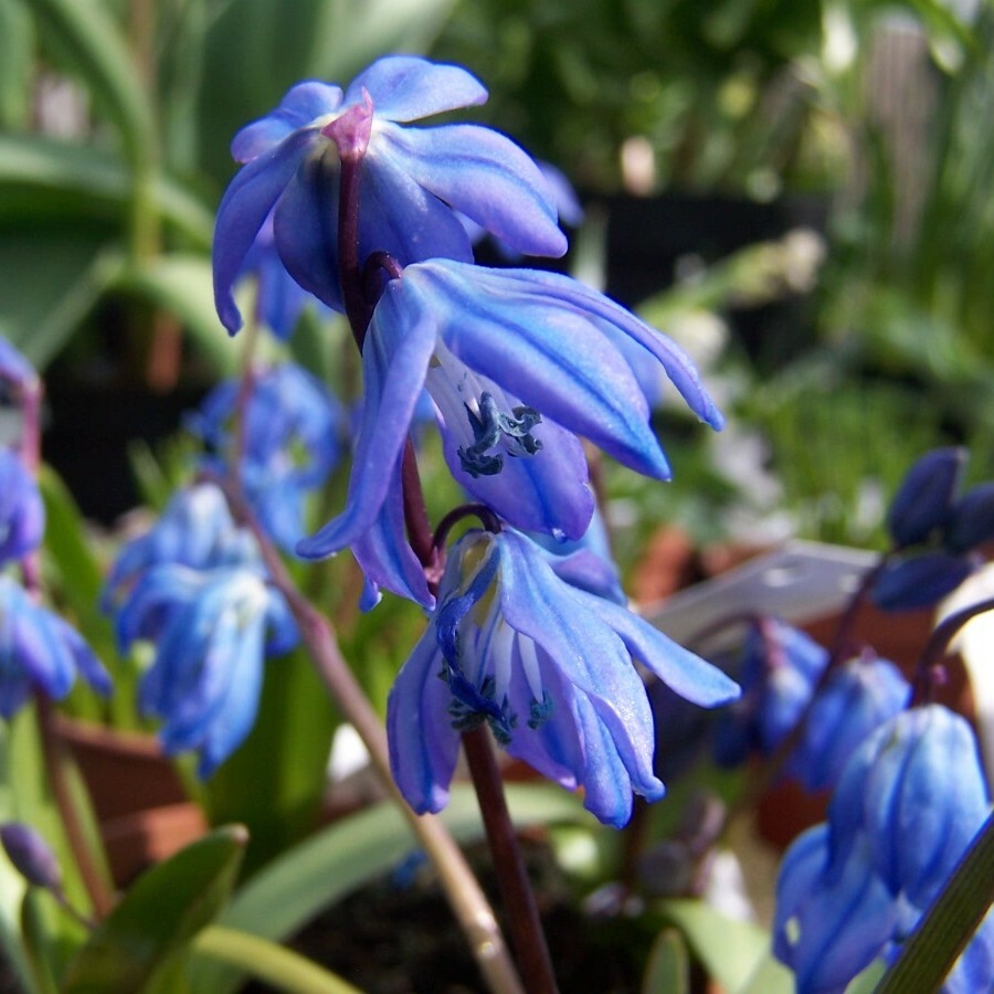 Scilla