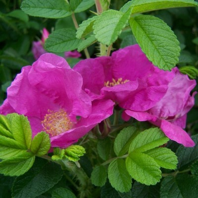 Rugosa