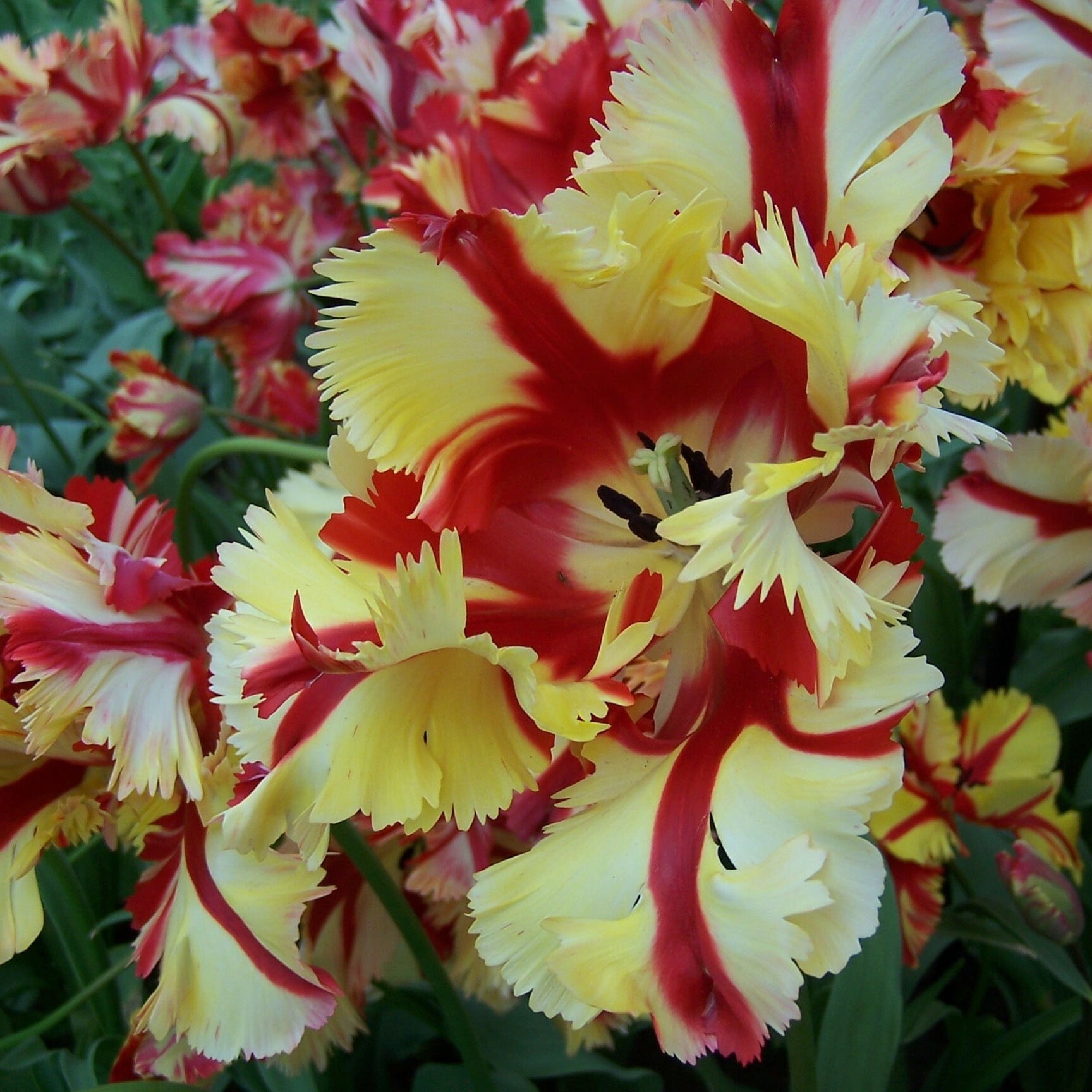 Division 10 - Parrot Tulips