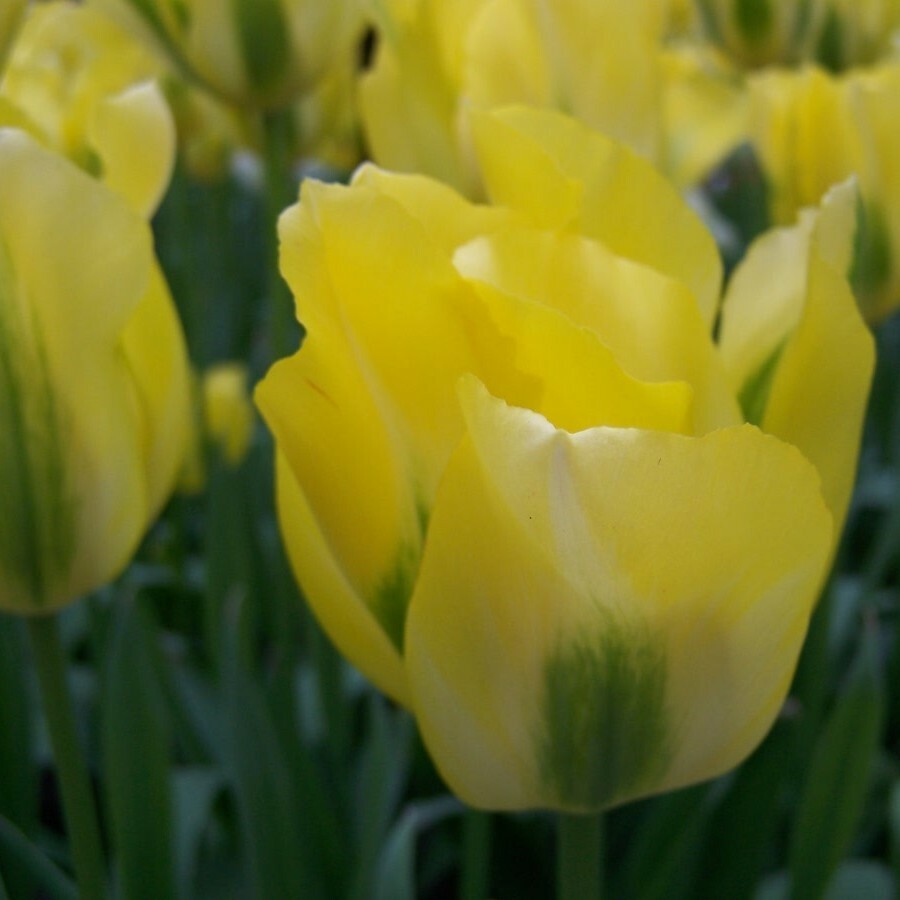 Division 8 - Viridiflora Tulips