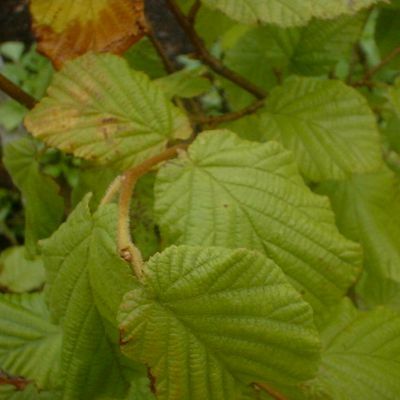 Corylus avellana