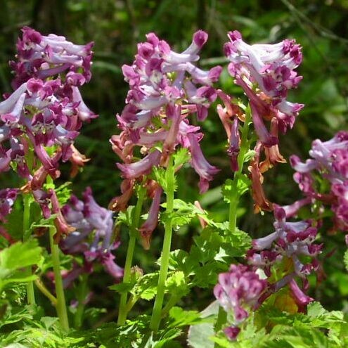 Corydalis