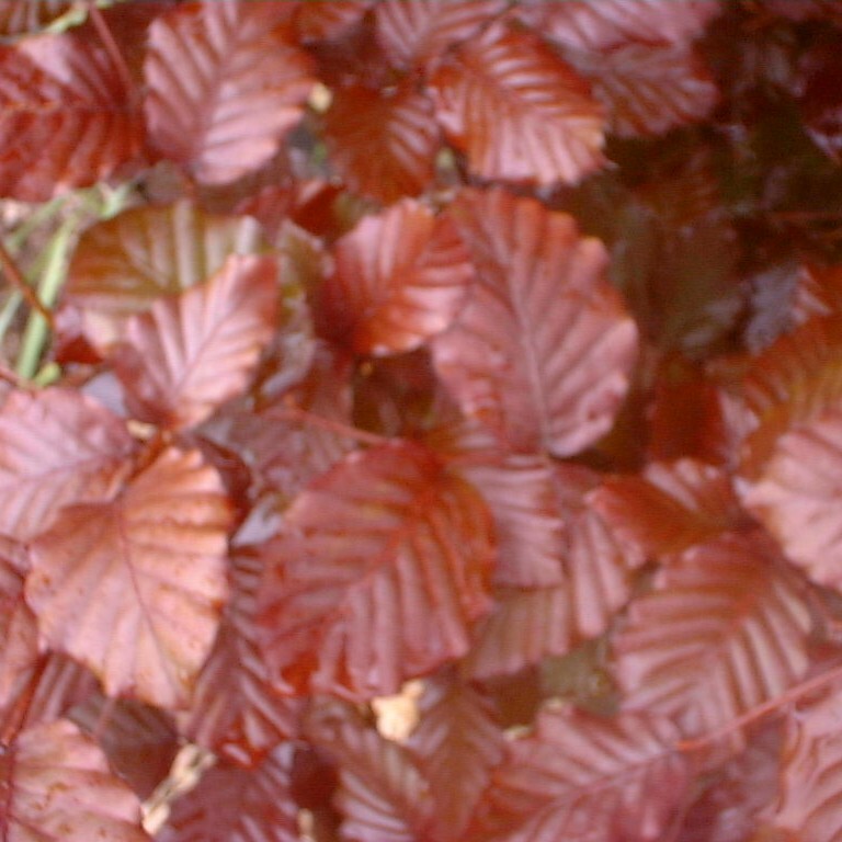 Fagus sylvatica 'Atropurpurea'