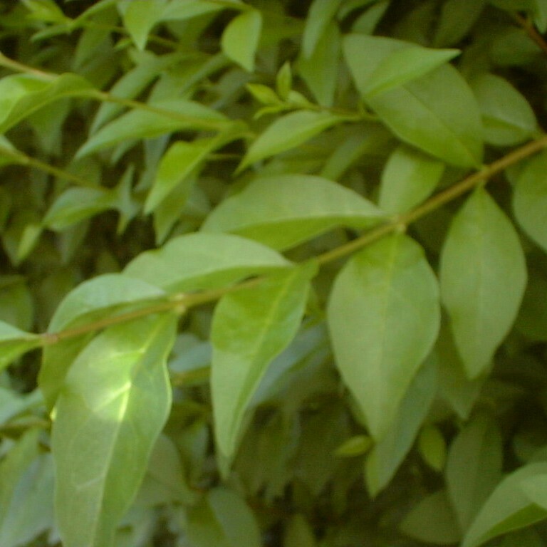 Ligustrum ovalifolium