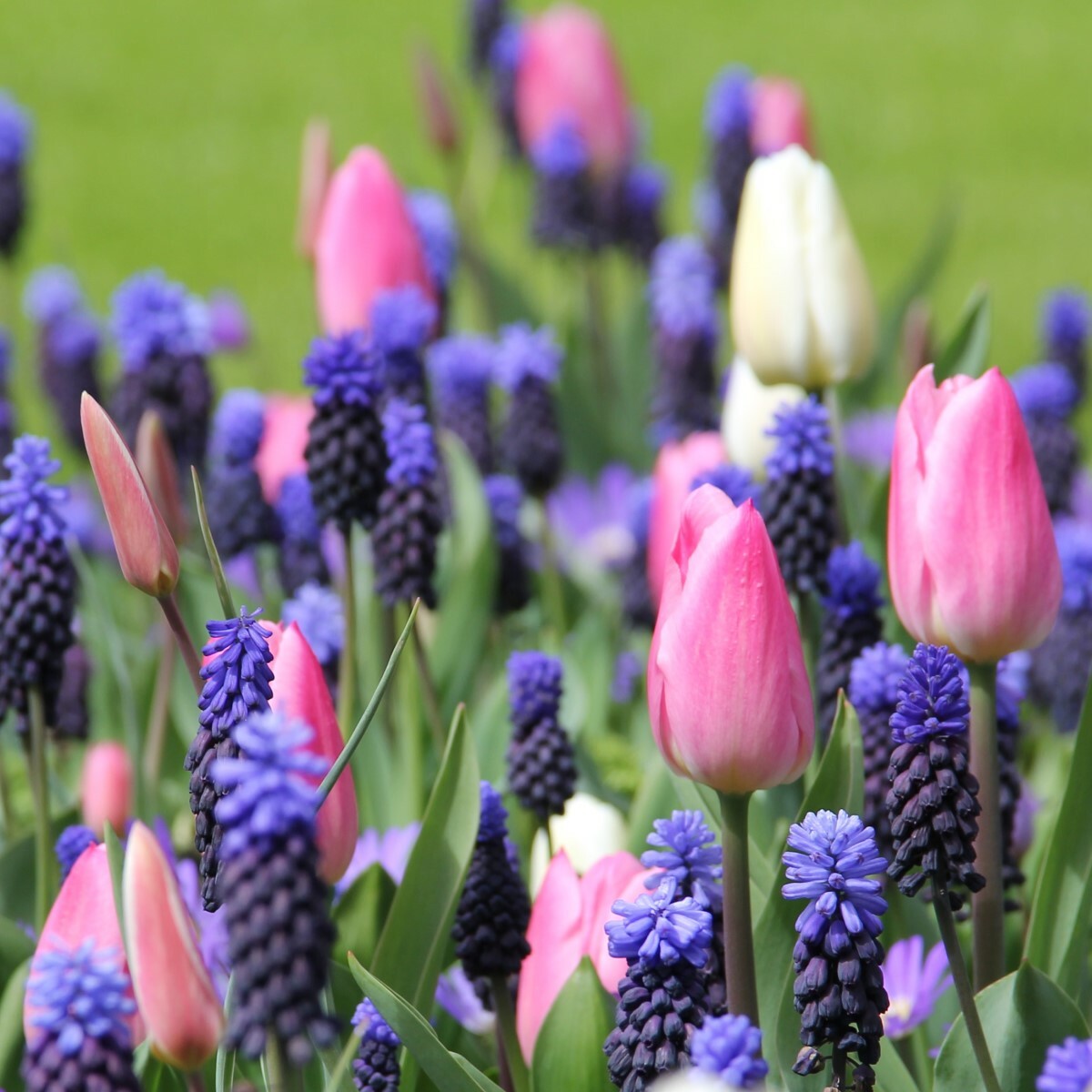 Muscari