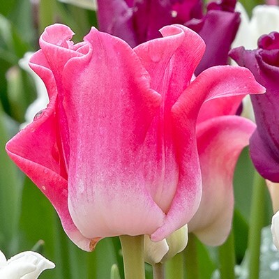 Division 16 - Coronet Tulips