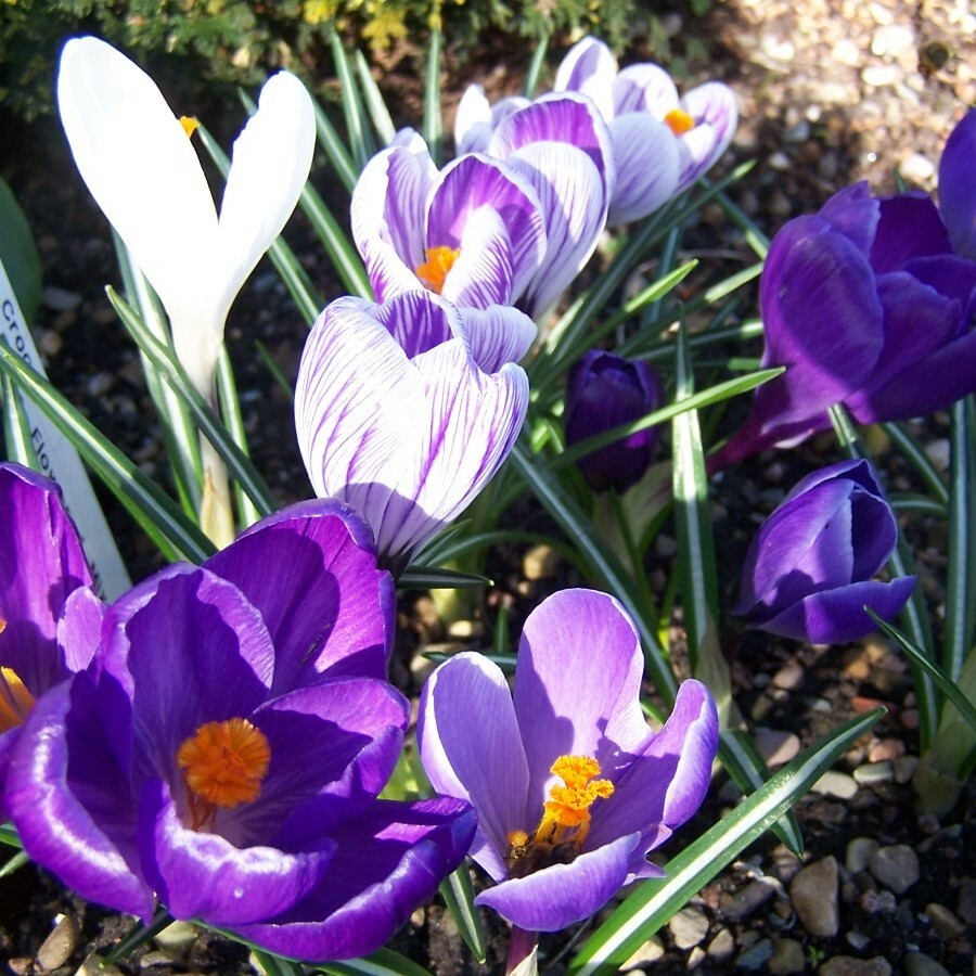 Crocus