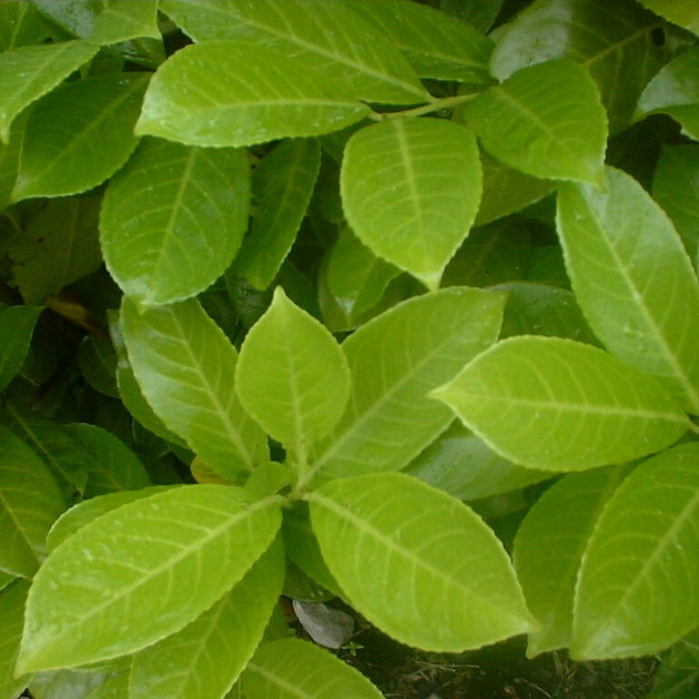 Laurel, Cherry
