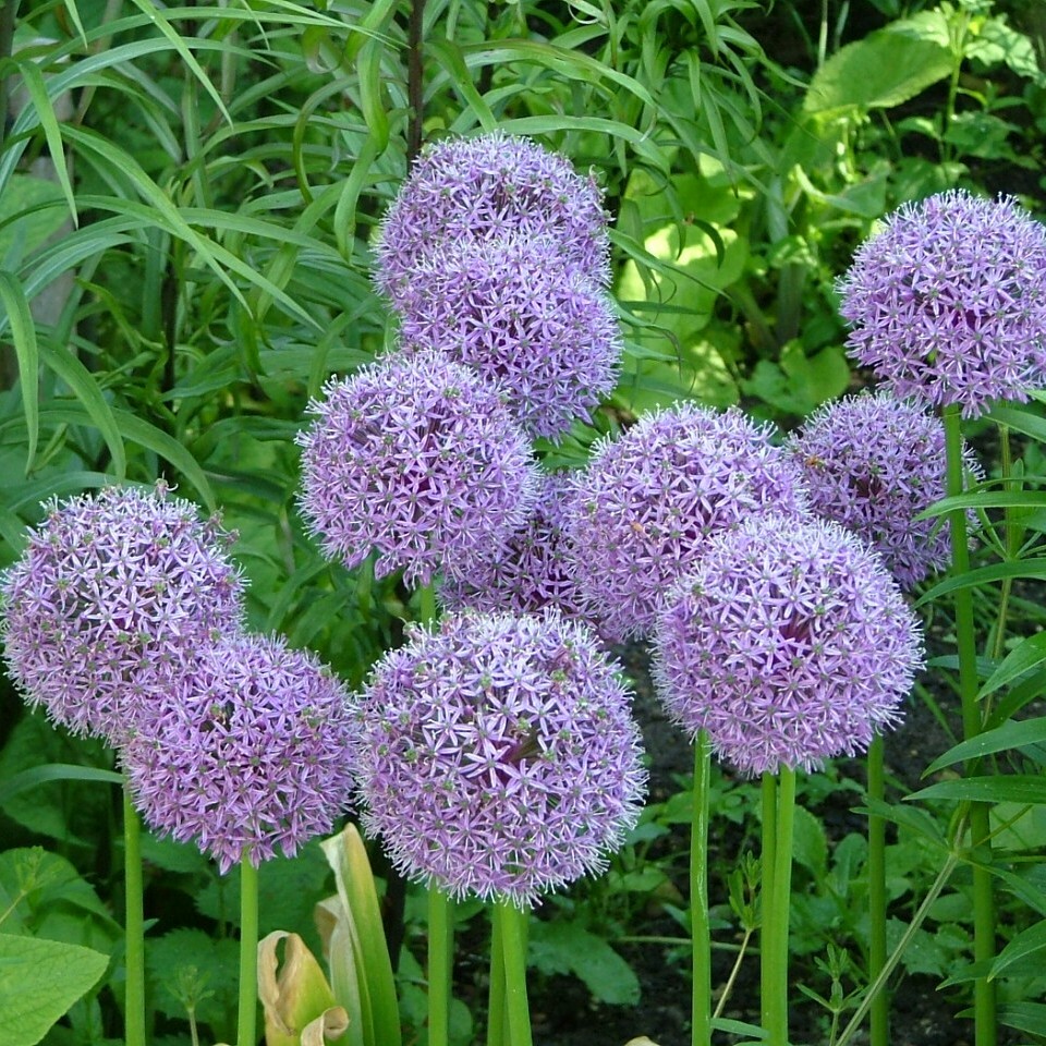 Allium