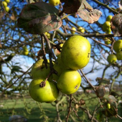 Edible Hedge mix