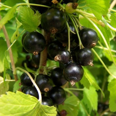 Blackcurrant