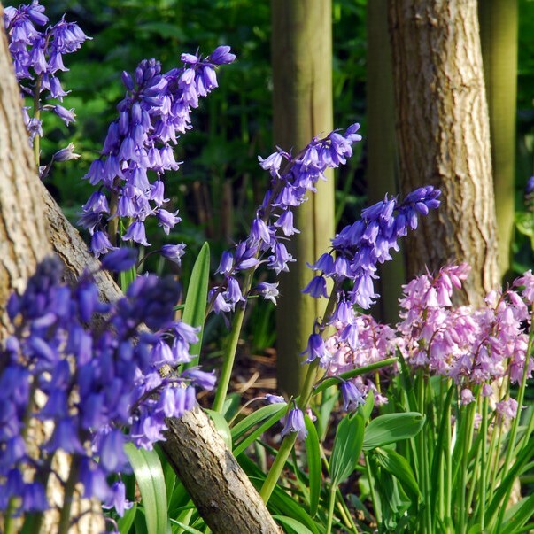 Hyacinthoides