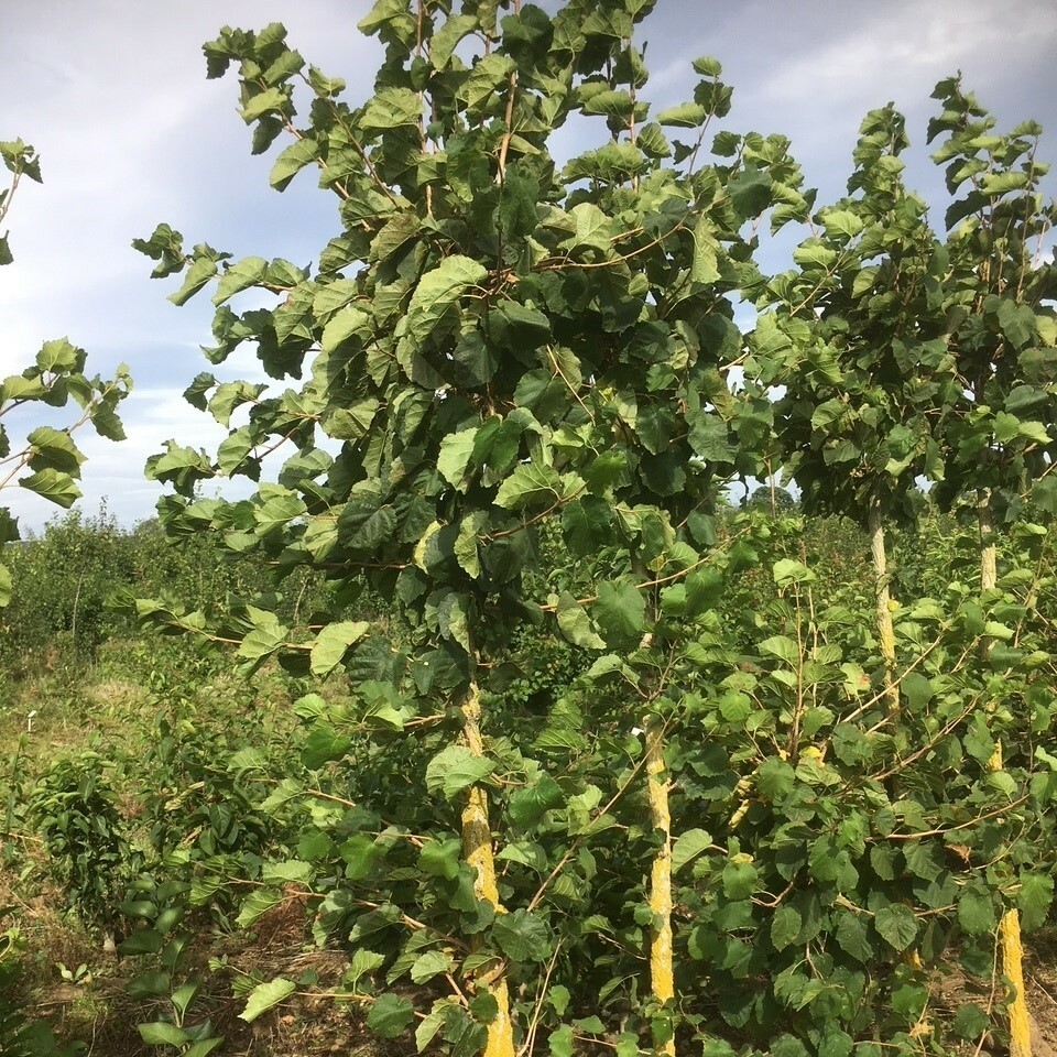 Turkish Hazel