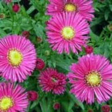 Buy Aster novi-belgii 'Jenny' online from RV Roger