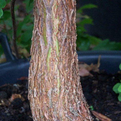 Acer griseum- buy shrubs online from RV Roger Ltd