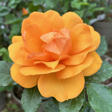 Rosa 'Rosie'- buy roses online from RV Roger Ltd