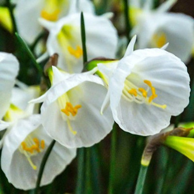 Narcissus 'White Petticoat'Buy online from RV Roger