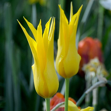 Tulipa 'Flashback'Buy online from RV Roger