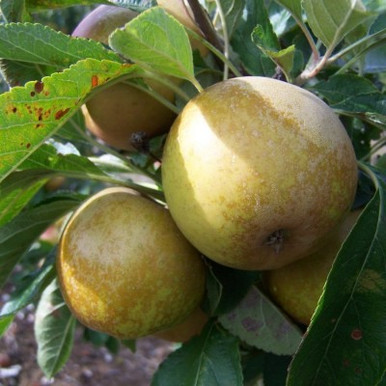 Apple - Aromatic Russet - Buy online from RV Roger