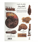 Eyewitness Guides Fossils Arabic science book back cover featuring ammonite, skull, plant and animal fossils