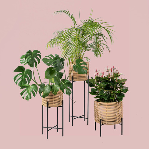 Vivi Plant Stand