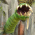 Plant Monster Actor Puppet