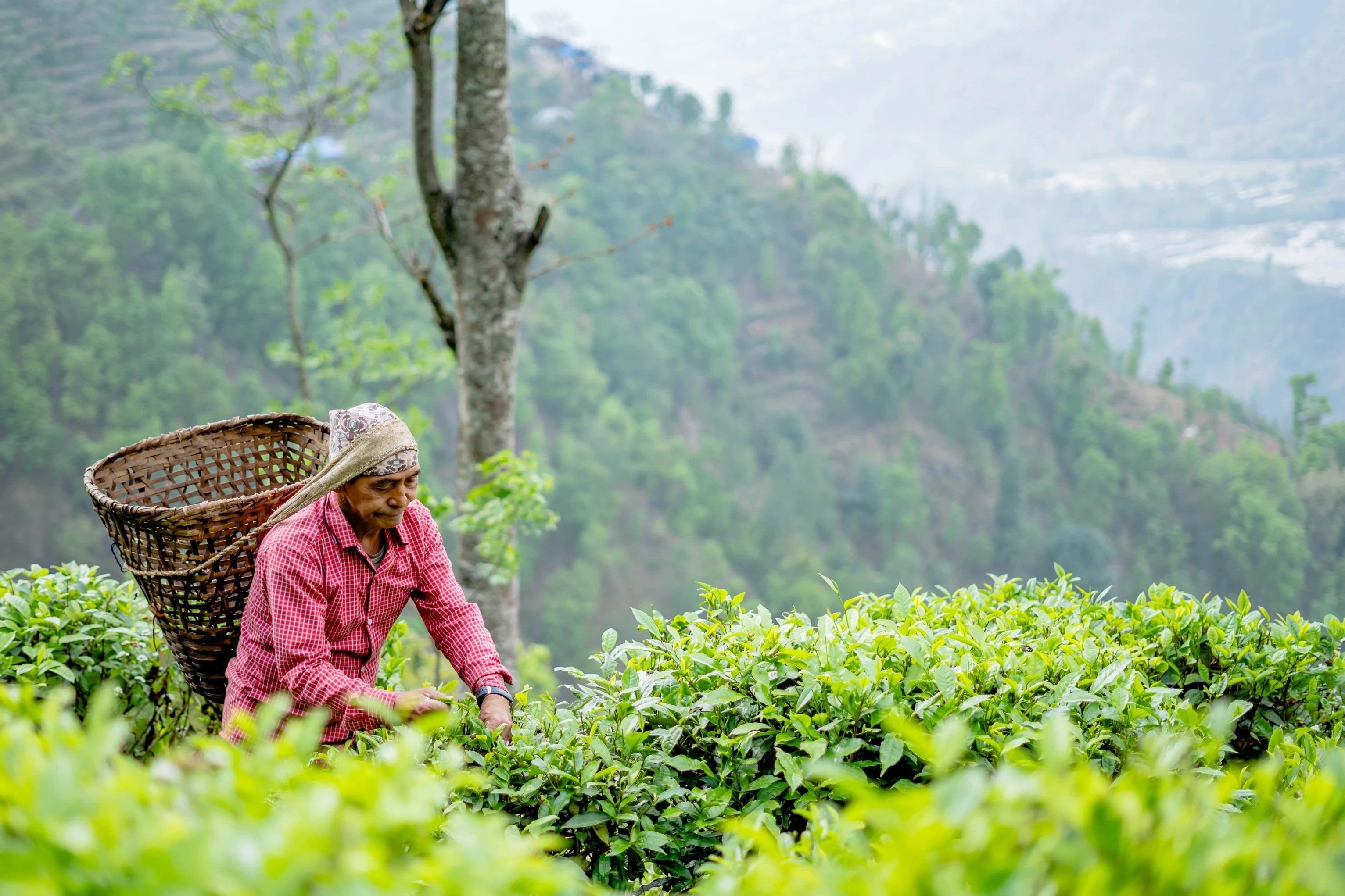 A tea grower with a woven basket in the hills of the Everest region, Nepal