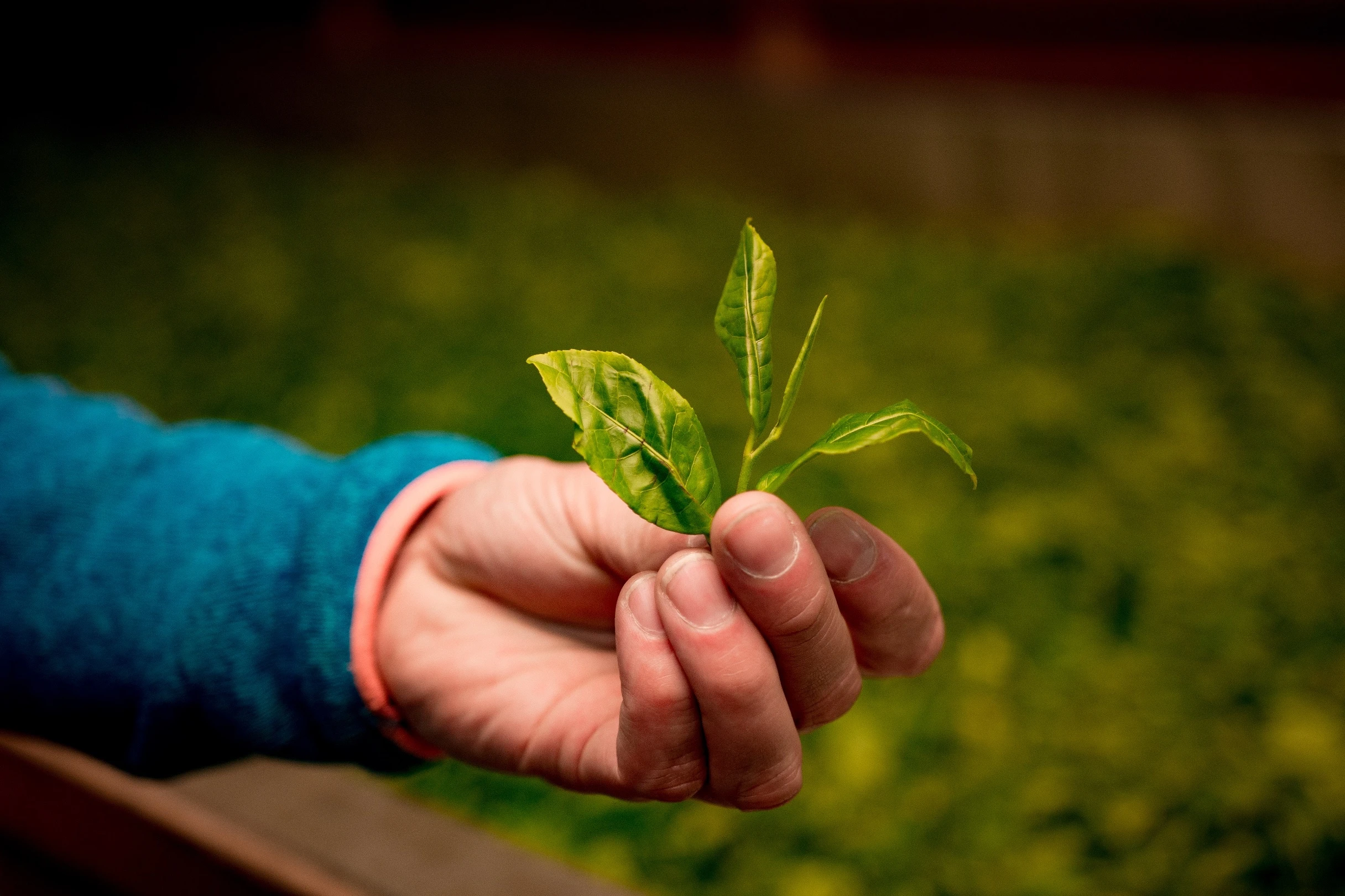 A hand holding a freshly plucked tea shoot in Nepal