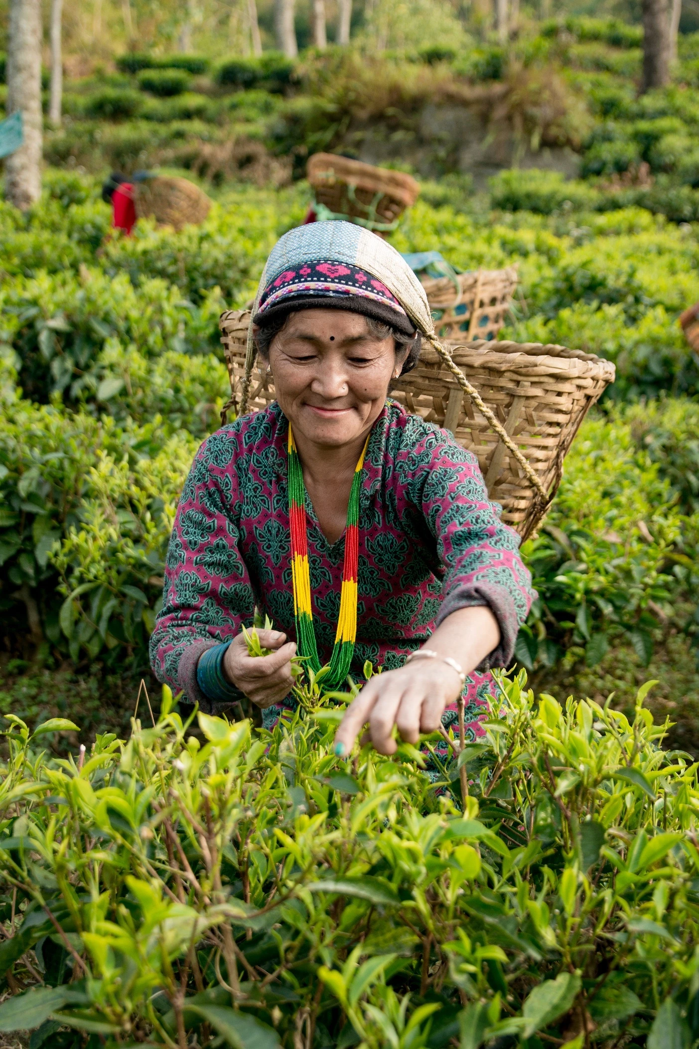 A tea plucker with a woven basket harvesting at Kanchanjangha Tea Estate, Nepal