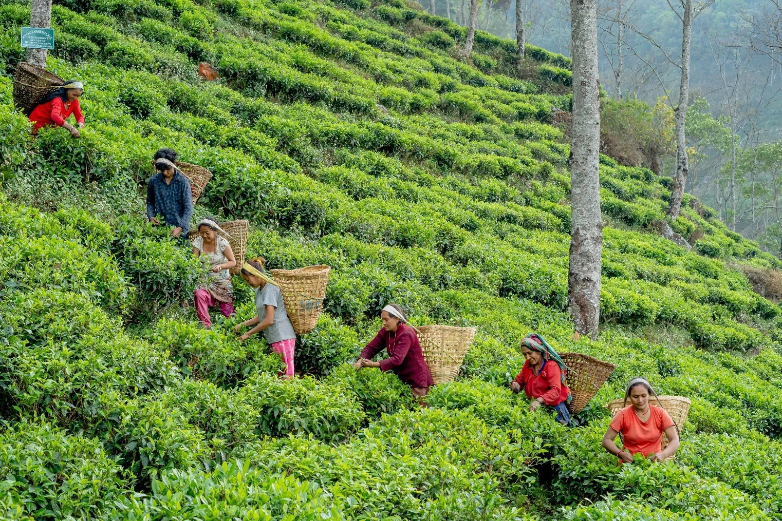 Terraced tea gardens at Kanchanjangha Tea Estate in the Himalaya of eastern Nepal
