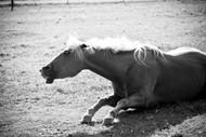 How an itchy horse stops the flies torturing the belly line! How an itchy horse stops the flies torturing the belly line!