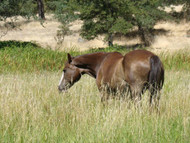 The Importance of  Happiness & Mental Health to the well being of a Horse The Importance of  Happiness & Mental Health to the well being of a Horse