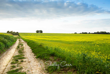 Photograph of a cobblestone road leading into the Belgian countryside near Melin by Shelley Coar.