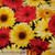 Garden party in yellow and red and orange per 25cm