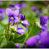 Violet Water Moisturizing Liquid Cleanser