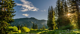 Dreams of Balsam Fir