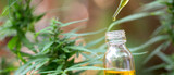 Key Ingredient CBD Oil