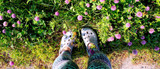 Key Ingredient Red Clover