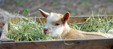 Key Ingredient Goat's Milk