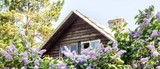 Old Homestead Lilac